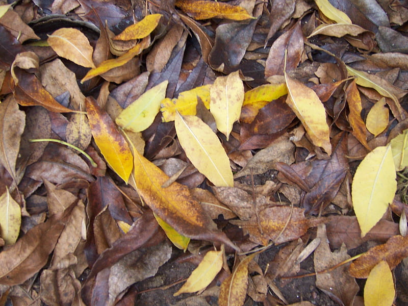Hojas secas, fall, leaves, otono, HD wallpaper