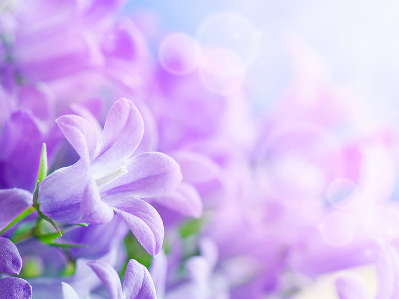 Delicate flowers, flower, lilac, nature, purple, HD wallpaper