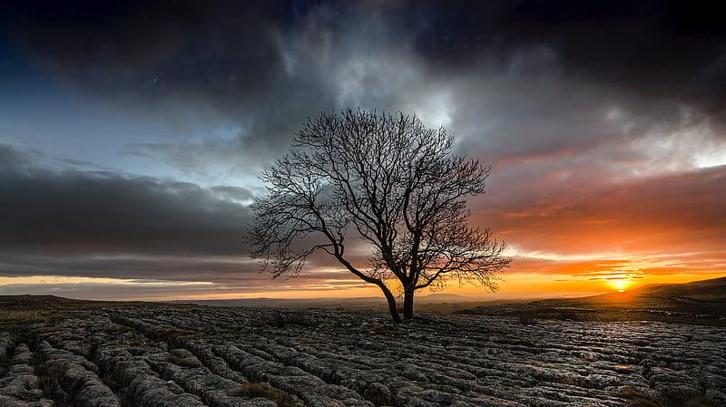 Lonely Tree In Drought Field Sunset, drought, field, nature, tree, sunset, HD wallpaper