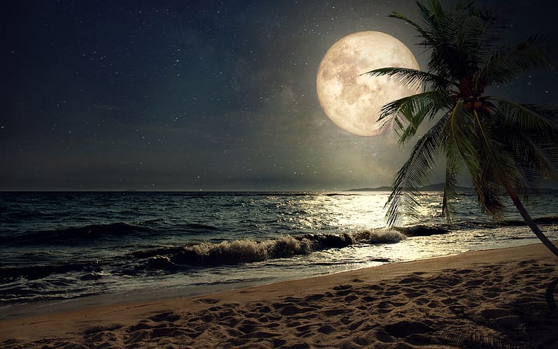 Beach, sand, night's moon, palm tree, nature wallaper, ultra 16:10,  background, HD wallpaper | Peakpx