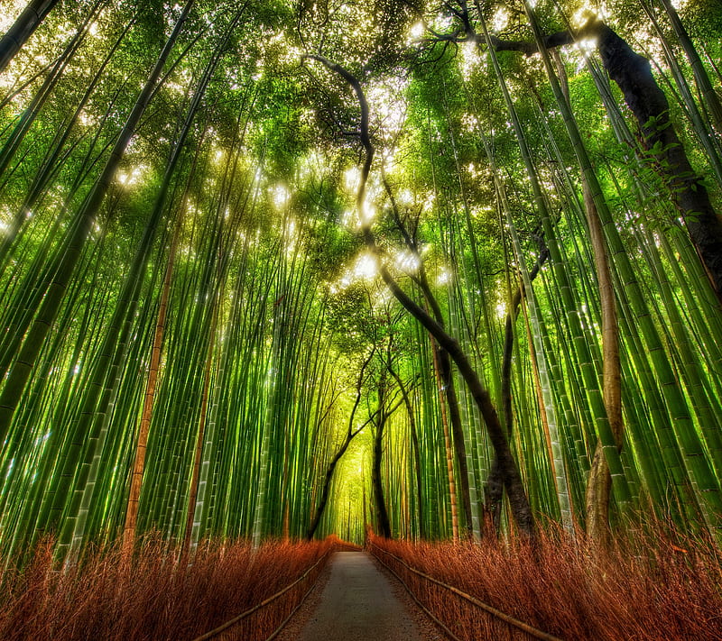 Bamboo, forest, path, tree, HD wallpaper