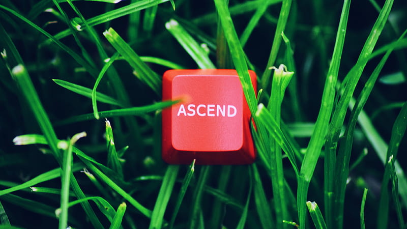 ascend, word, button, grass, HD wallpaper