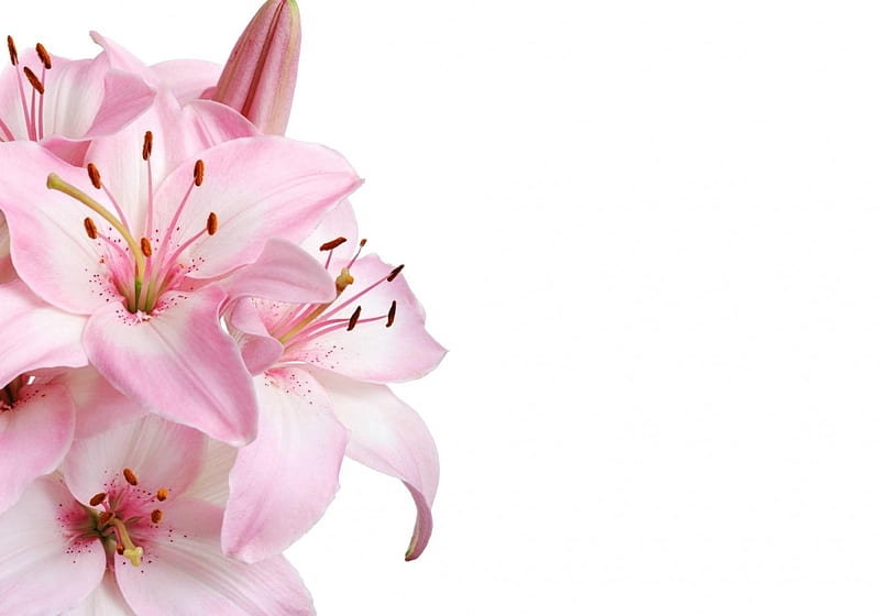 Happy Day!, flower, lilies, white, pink, card, HD wallpaper