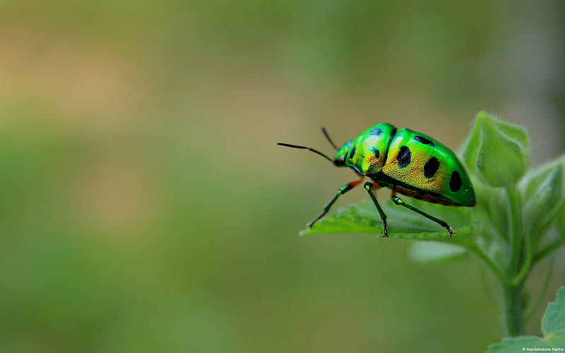 Green beetle-Animal World, HD wallpaper