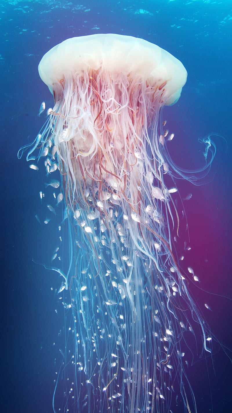 Jellyfish, blue, fish, ocean, HD phone wallpaper