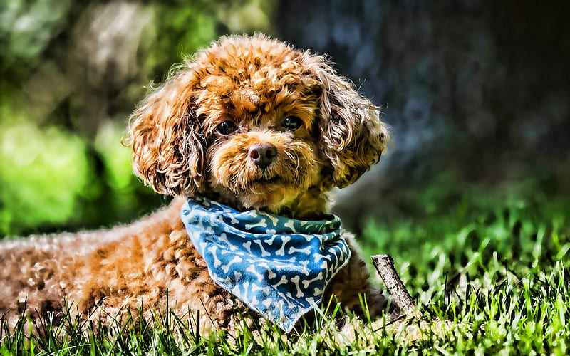 Toy Poodle, close-up, curly dog, rose, pets, dogs, funny dog, poodle, HD wallpaper