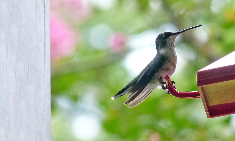 Hummingbird perched on feeder, bird, small birds, summer, hummingbird, feathers, HD wallpaper