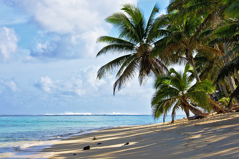 palm trees, beach, horizon, sea, clouds, tropical, holiday, Nature, HD wallpaper