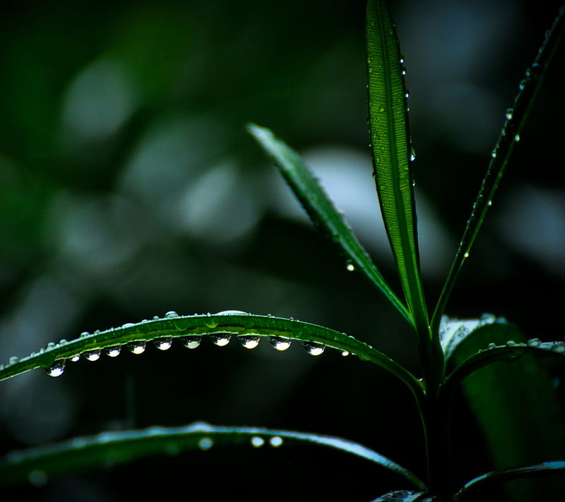 Raindrops Leaves, HD wallpaper