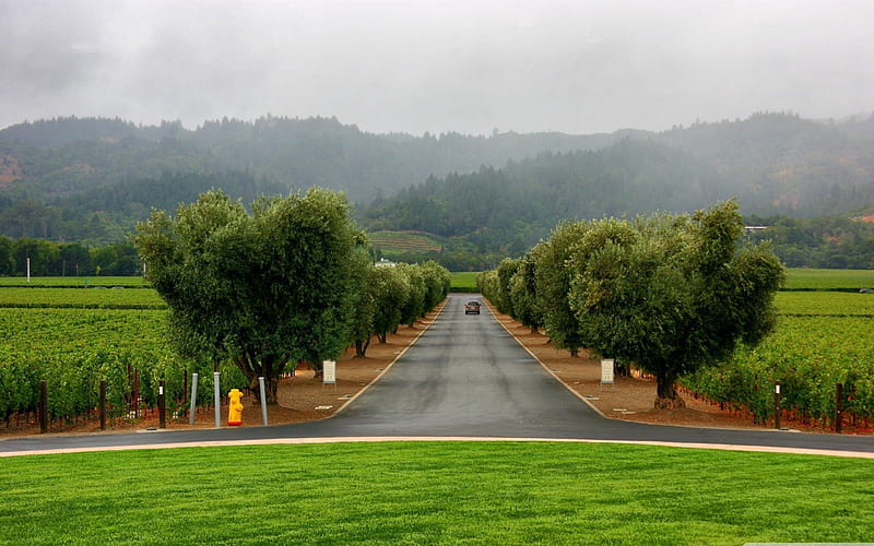 road through vineyards-Nature, HD wallpaper
