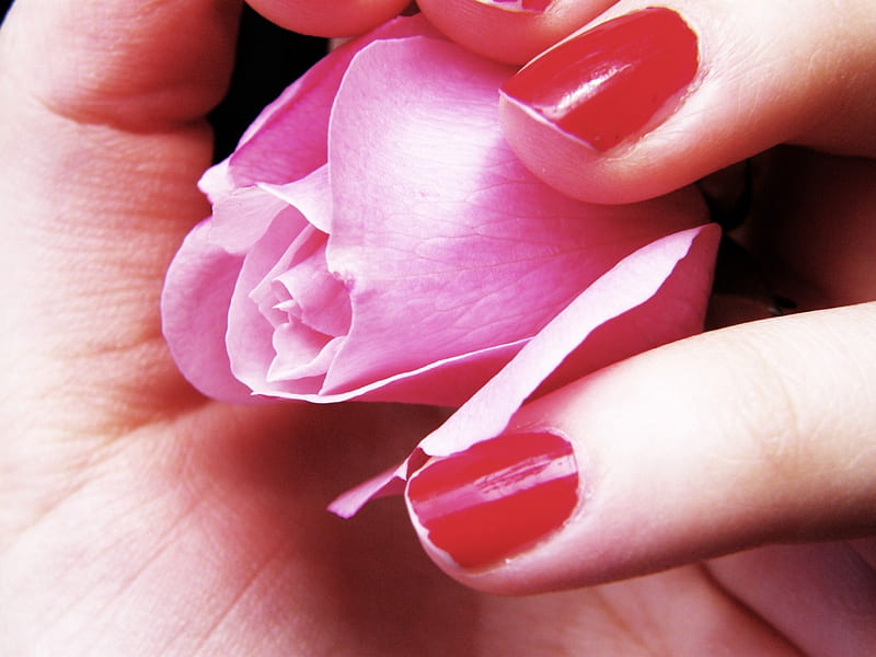 With , nail polish, rose, hand, giving, pink, HD wallpaper