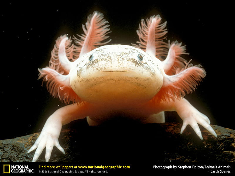 Axolotl, newt, animals, HD wallpaper