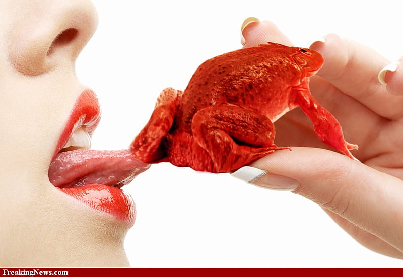 Eating a strawberry frog, broasca, capsuna, strawberry, lips, sexy, tongue,  animal, HD wallpaper | Peakpx