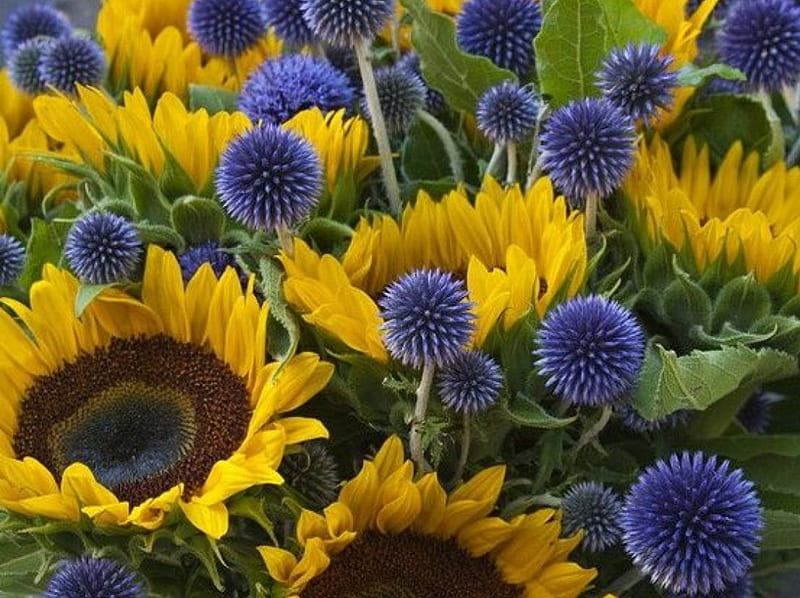 Sunflowers & Echinops, sunflowers, flowers, yellow, garden, blue, HD wallpaper