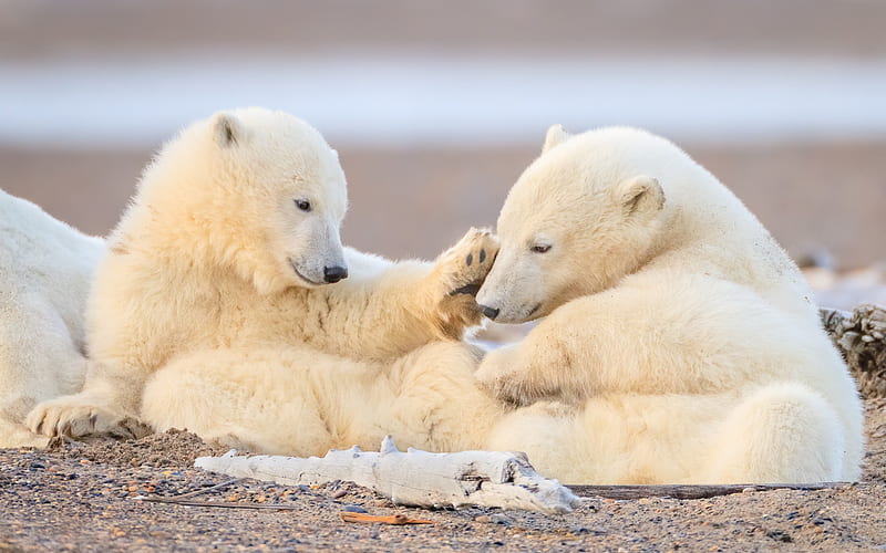 polar bears, cute animals, teddy bears, North Pole, wild animals, wildlife, bears, HD wallpaper
