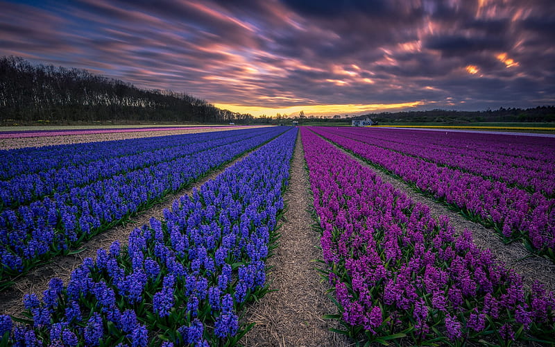 hyacinths, wildflowers, Holland, pink hyacinths, purple flowers, sunset, flower cultivation, HD wallpaper