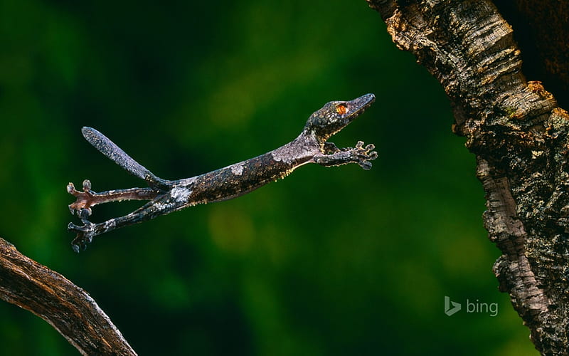A Henkels leaf tailed gecko mid leap, Leap, Henkels, Mid, Tailed, gecko, A, Leaf, HD wallpaper