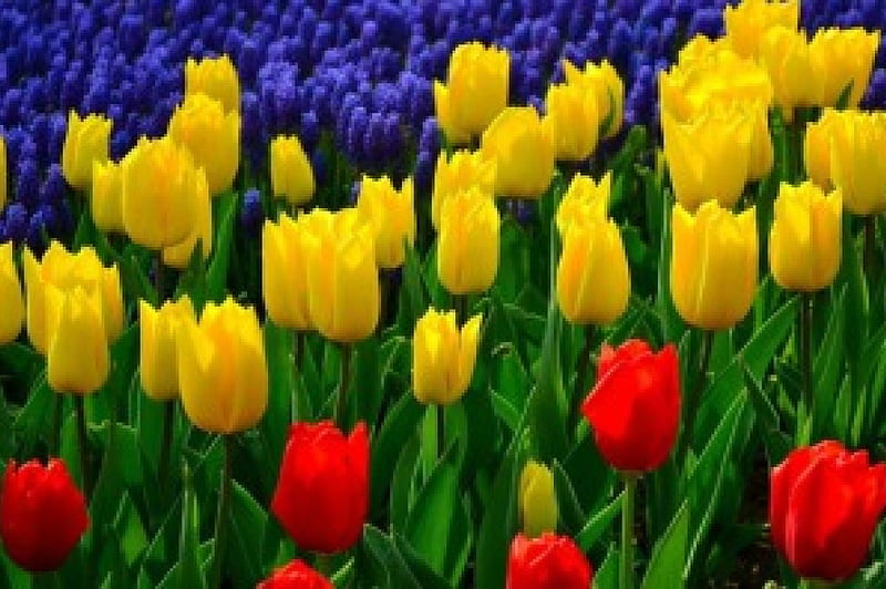 Multicolor, outdoor nature, flowers, tulips, HD wallpaper