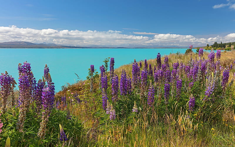 lake, lupins, spring, wildflowers, turquoise lake, mountain landscape, HD wallpaper