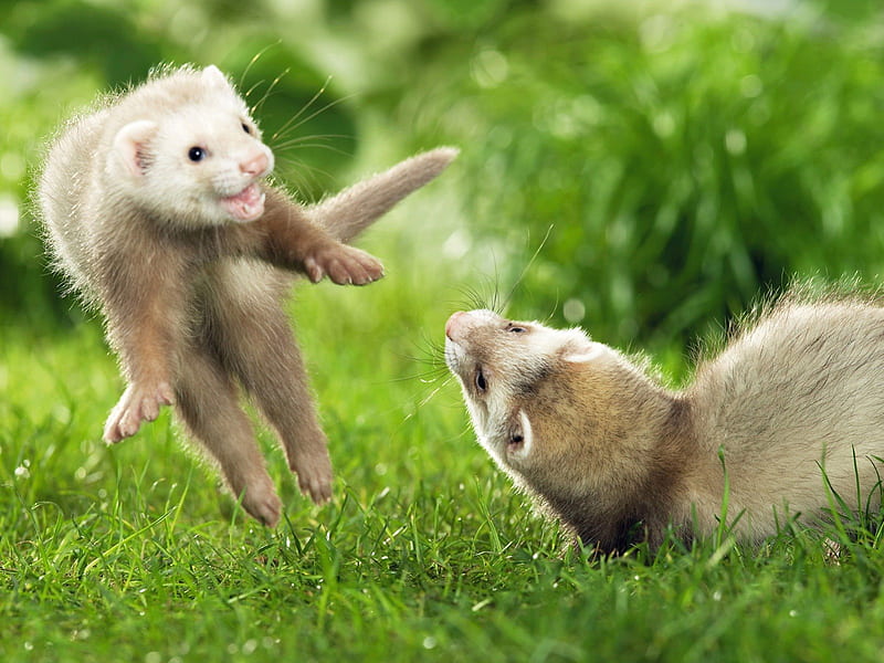 PLAYFUL FERRETS HAVING FUN, ferrets, playing, cute, mammal, playful, fun, HD wallpaper