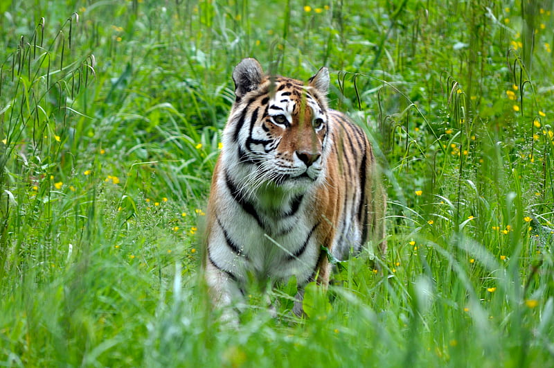 tiger, big cat, predator, grass, HD wallpaper