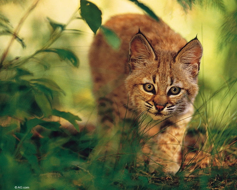 On the Prowl, wildcat, nature, cat, animals, HD wallpaper