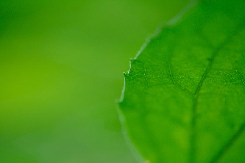 Macro Green Foliage, forest, leaves, amcro, foliage, leaf, HD wallpaper