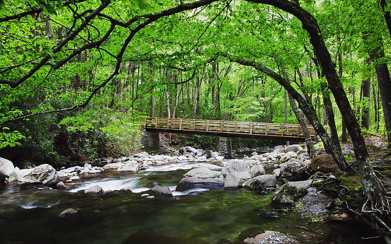 Bridge over a Creek, bridges, creeks, nature, rocky stream, rivers, green forest, HD wallpaper