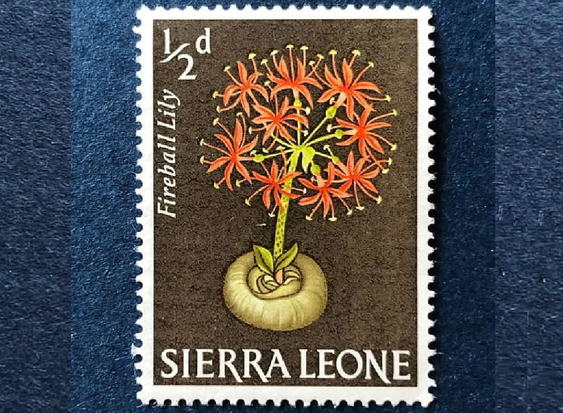 Sierra Leone postage stamp, Philately, Sierra Leone, Flower, Stamp, HD wallpaper