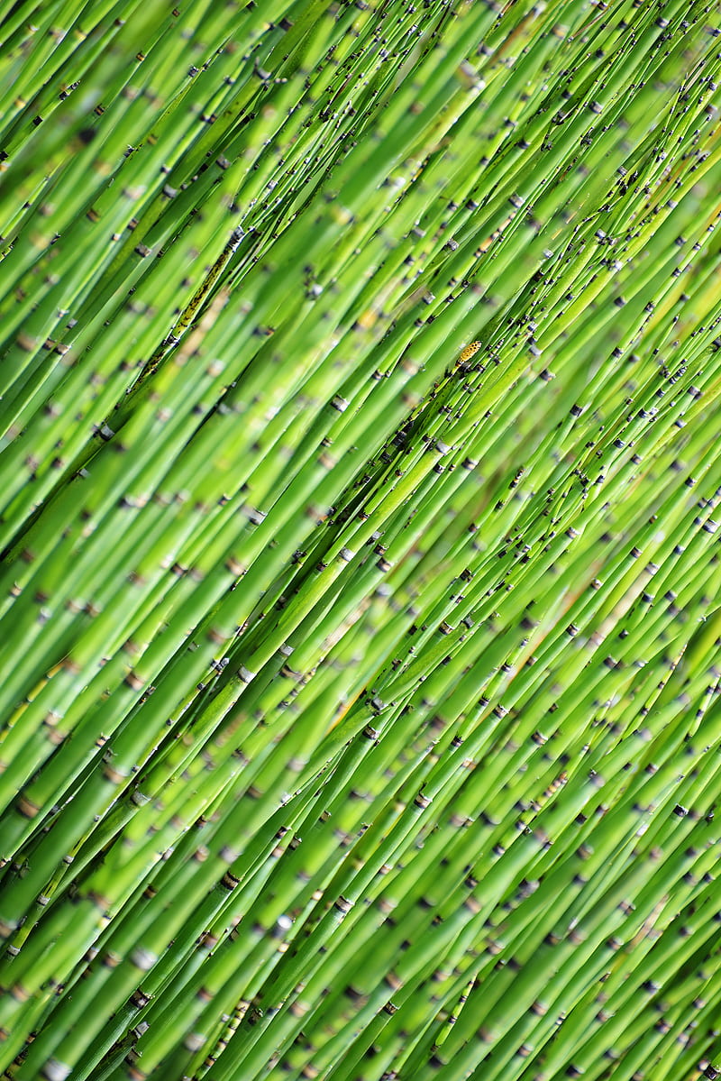 bamboo, tree, focus, HD phone wallpaper