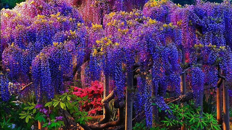 Purple Westeria Tree, tree, westeria, blooms, full, purple, HD wallpaper