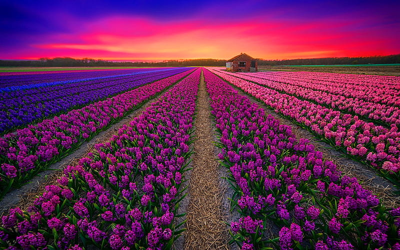 Field at sunset, hyacinth, colorful, pretty, spring, bonito, sunset, sky, flowers, field, HD wallpaper