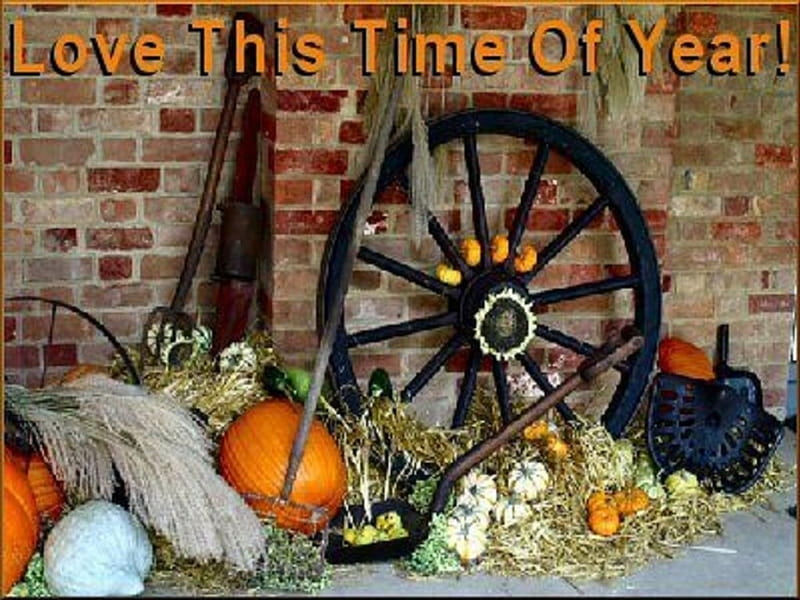 Loving the Harvest Season, fall, wagon wheel, decor, pumpkins, HD wallpaper