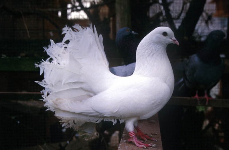 White Fantail Pigeon, white pigeon, bird, perch, HD wallpaper