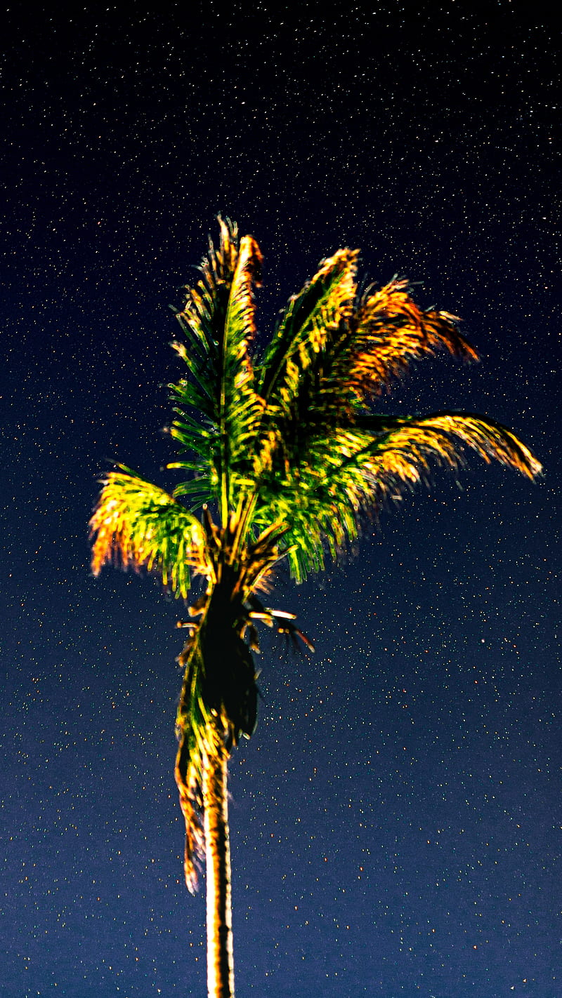 Palm Tree at Night, blue, galaxy, green, maldives, night, sky, space