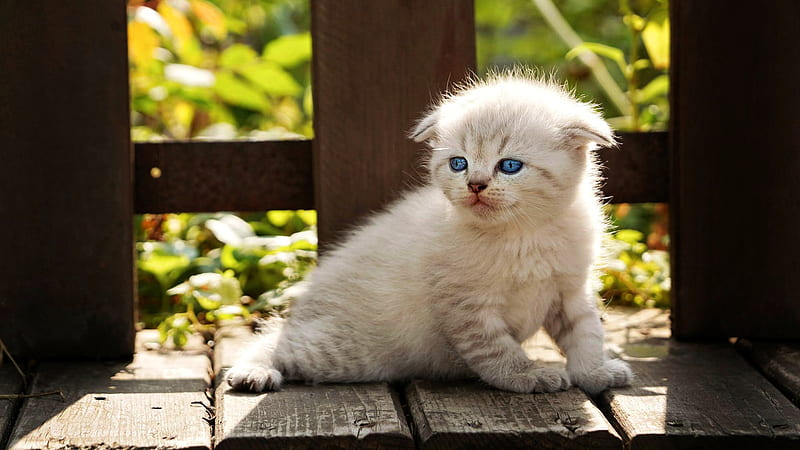 Blue Eyes White Cat On Wooden Bench Kitten, HD wallpaper