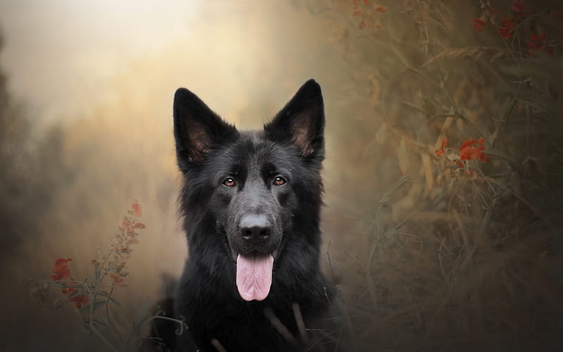 Black German Shepherd, black dog, bokeh, cute animals, close-up, German Shepherd, dogs, German Shepherd Dog, HD wallpaper