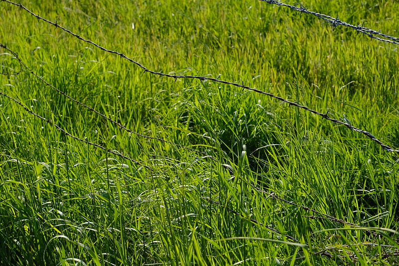 grass, greenery, plants, barbed wire, fencing, HD wallpaper