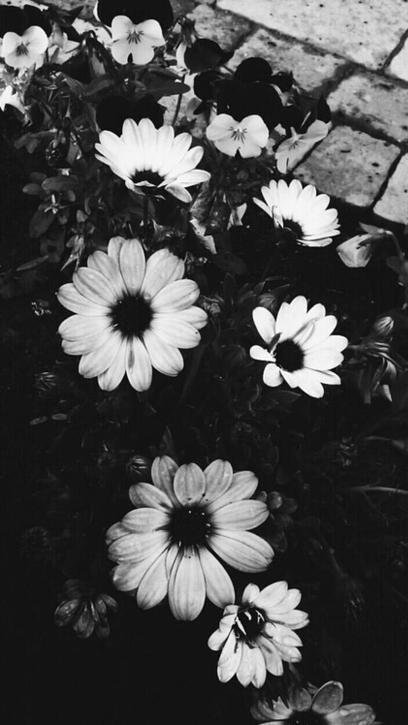 Aesthetic Black, White Flowers, white, flowers, plants, HD phone wallpaper  | Peakpx