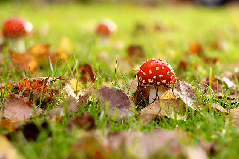 Red Mushroom Among the Leaves, red, autumn, leaves, green, mushroom, day, nature, field, HD wallpaper