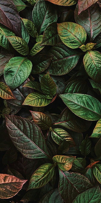 HD green leaves wallpapers | Peakpx