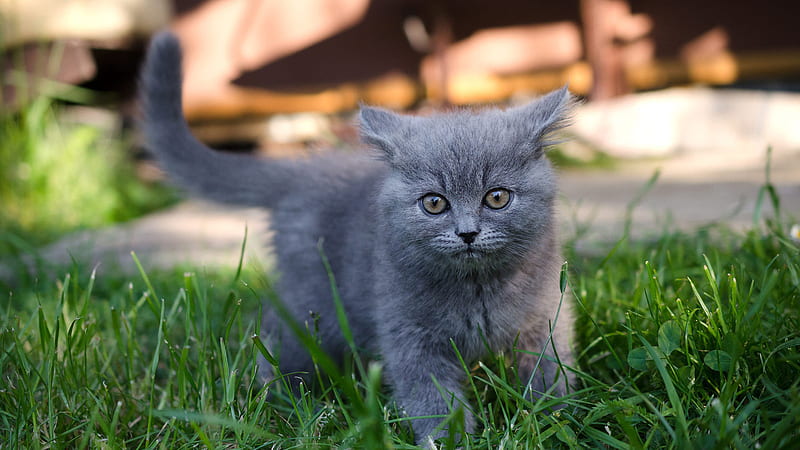 Gray Kitten Is Standing On Grass Field With Shallow Background Kitten, HD wallpaper
