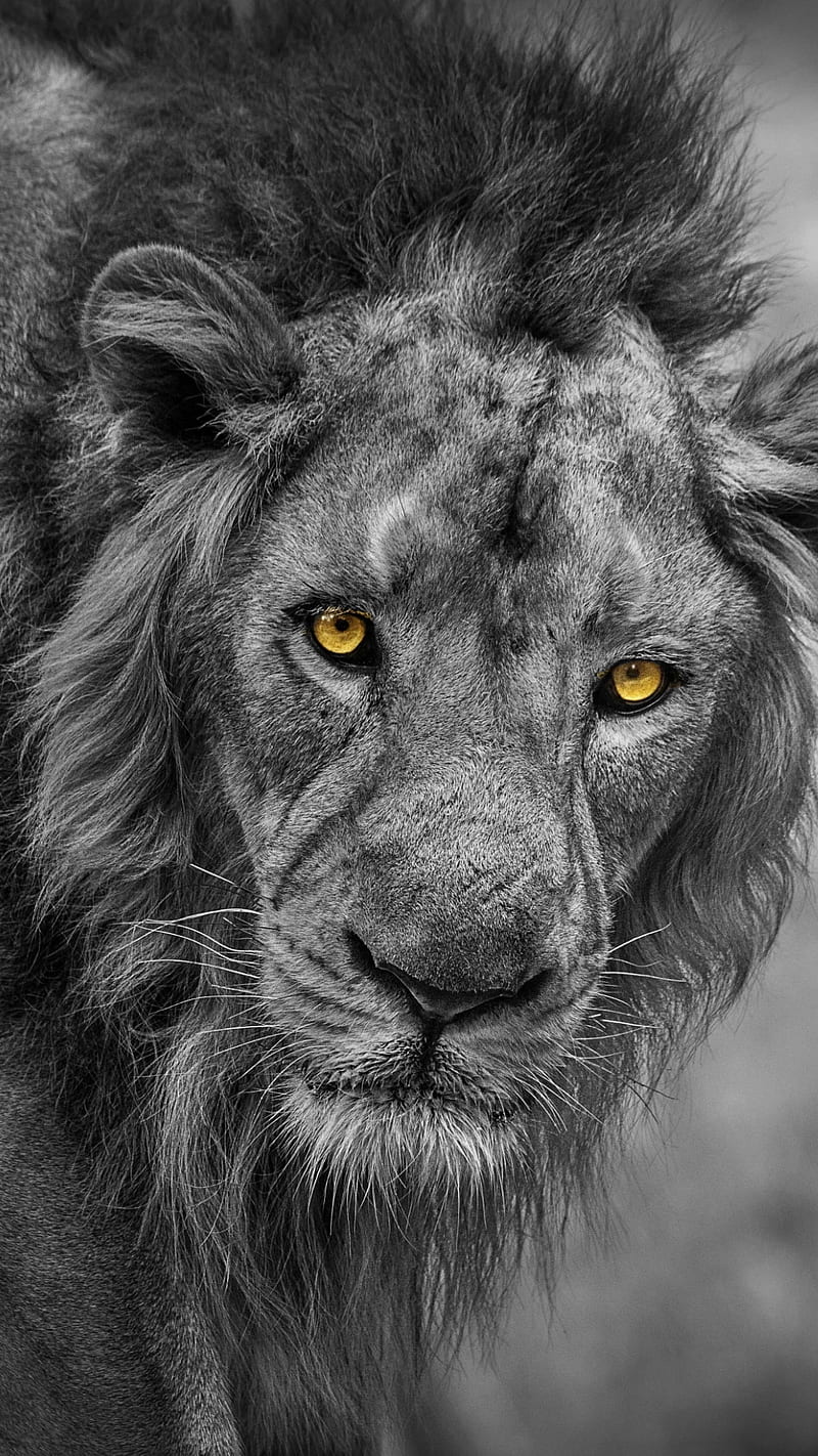 a lion, king, wild, animal, face, yellow eyes, black and white, bw, HD phone wallpaper