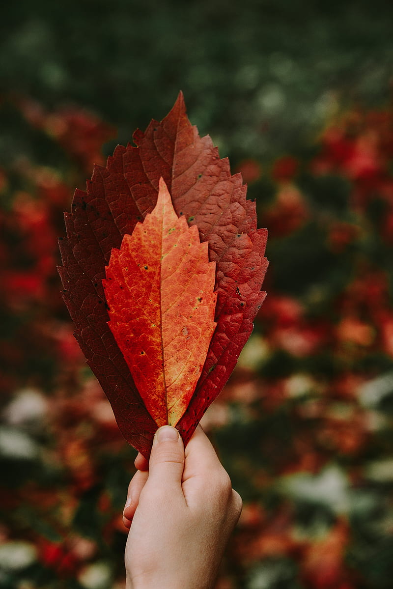 leaves, hand, red, dry, autumn, HD phone wallpaper