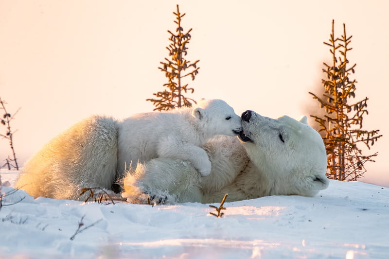 Hãy cùng khám phá thế giới của Gấu Bắc Cực và tìm hiểu về những thói quen và phong cách sống độc đáo của loài vật quý hiếm này. Hình ảnh các con Gấu Bắc Cực sẽ đưa bạn đến bên những cánh tuyết phủ trắng và những trận băng giá lạnh lẽo.