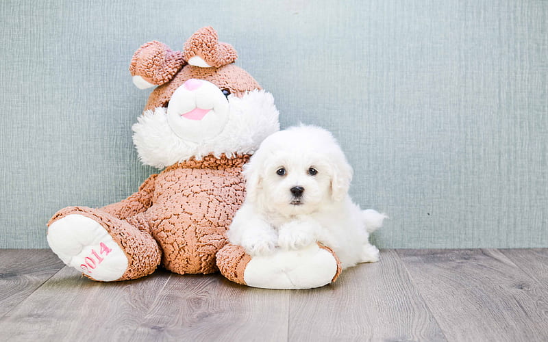 Maltese dog, puppy, white fluffy dog, pets white dog, HD wallpaper