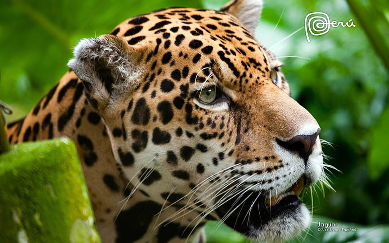 jaguar the big cat-Natural animal, HD wallpaper