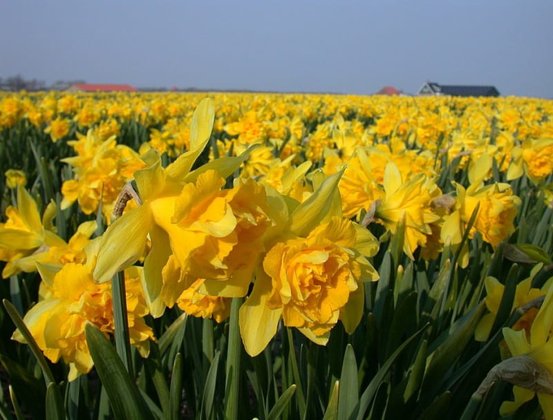 Daffodils, Daffodil, Field, Flower, HD wallpaper