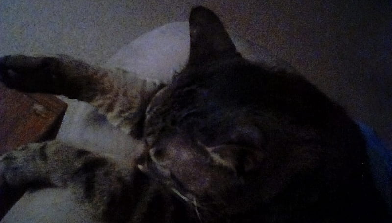 Mr. Sleepy Head, Cute, Funny, Cats, Furry, HD wallpaper