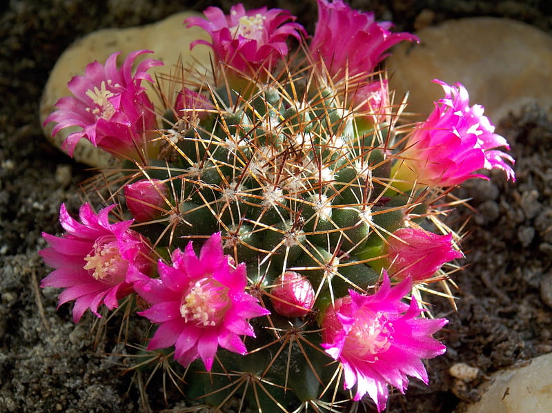 Flores de cactus, rosa, cactus, grafía, flores, naturaleza, Fondo de  pantalla HD | Peakpx